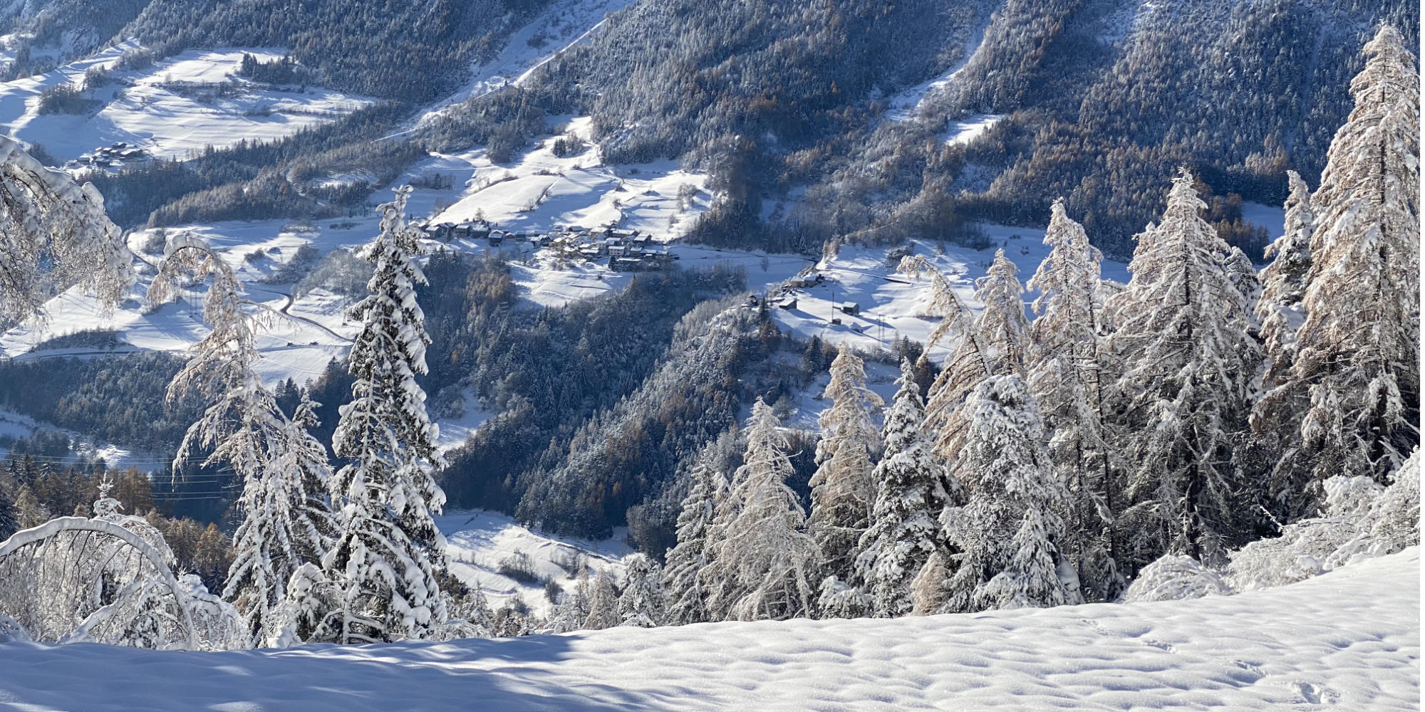 Ski de rando, entouré des mélèzes du Queyras